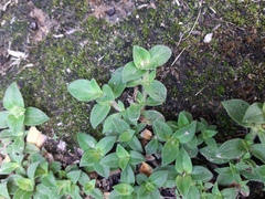 Richardia humistrata