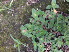 Richardia humistrata