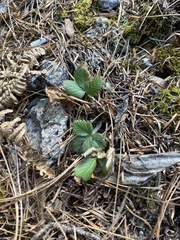 Fragaria vesca bracteata