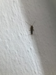 Ctenolepisma