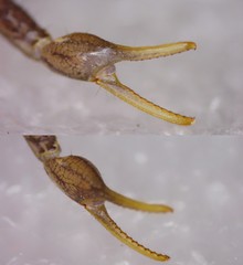 Mesobuthus thersites