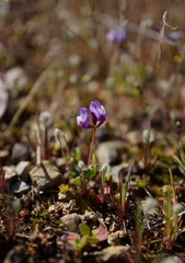 Astragalus pauperculus