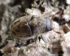 Hylesinus