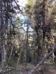 Fragaria vesca bracteata