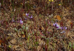 Astragalus pauperculus