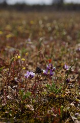 Astragalus pauperculus
