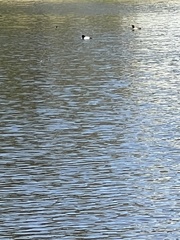 Aythya affinis