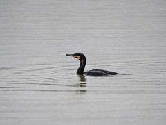 Phalacrocorax carbo