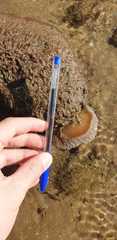 Polyclinidae