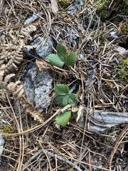 Fragaria vesca bracteata