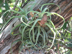 Tillandsia streptophylla