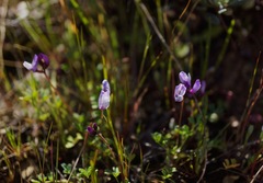 Astragalus pauperculus