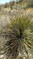 Dasylirion leiophyllum