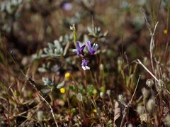 Astragalus pauperculus