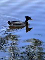 Anas platyrhynchos