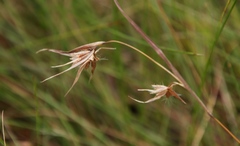 Themeda triandra image