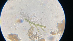 Chaetophoraceae