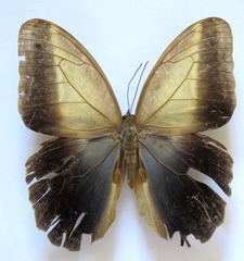 Caligo telamonius memnon