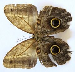 Caligo telamonius memnon