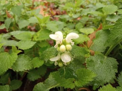 Lamium flexuosum
