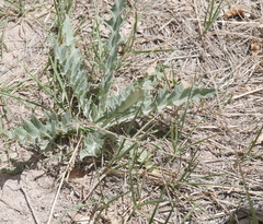 Cirsium tracyi