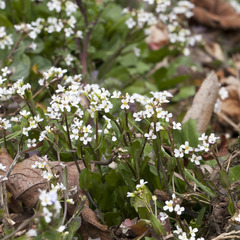 Calepina irregularis