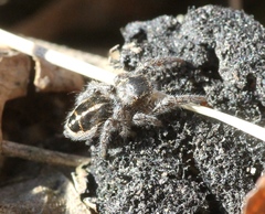 Pellenes tripunctatus