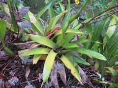 Vriesea procera tenuis