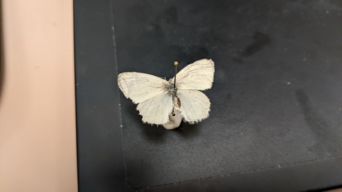 iNaturalist observation photo of Common Ringlet