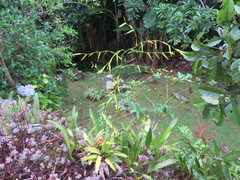 Vriesea procera tenuis