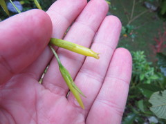 Vriesea procera tenuis