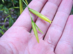 Vriesea procera tenuis