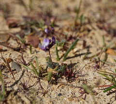 Astragalus pauperculus