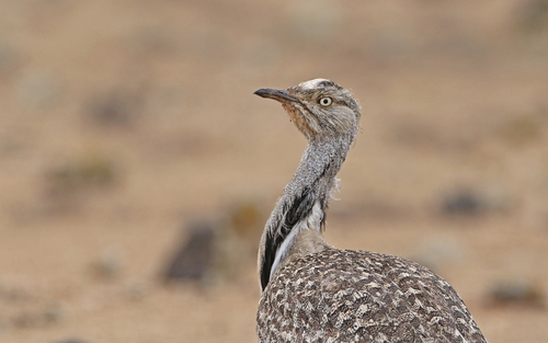 Avutarda hubara africana (Chlamydotis undulata)