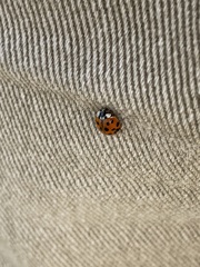 Harmonia axyridis