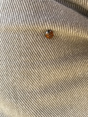Harmonia axyridis