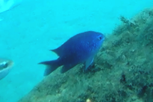 Purple chromis (Chromis scotti) — Pomacentridae — 5