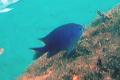 Chromis scotti