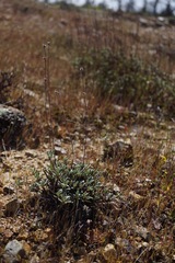 Eriogonum tripodum