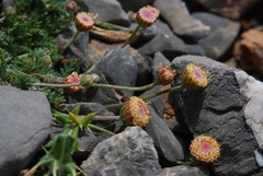 Anthemis abrotanifolia