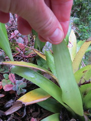 Vriesea procera tenuis