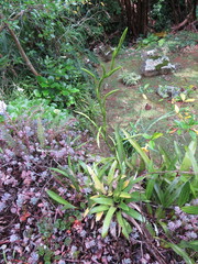 Vriesea procera tenuis