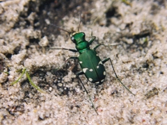 Cicindela patruela