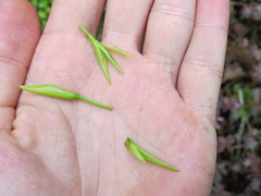 Vriesea procera tenuis