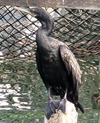 Phalacrocorax fuscicollis