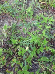 Chamaecrista flexuosa