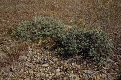 Eriogonum tripodum