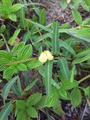 Chamaecrista flexuosa