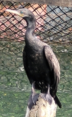 Phalacrocorax fuscicollis