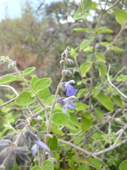Salvia melissodora